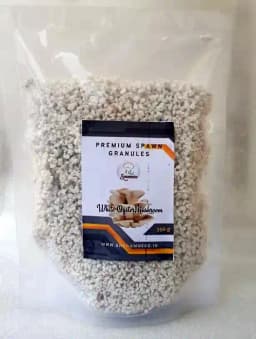 Shroomness Premium Spawn Granules, White Oyster Mushroom Seeds, 100% Clean, Concentrated, Active Mycelium Granules 1