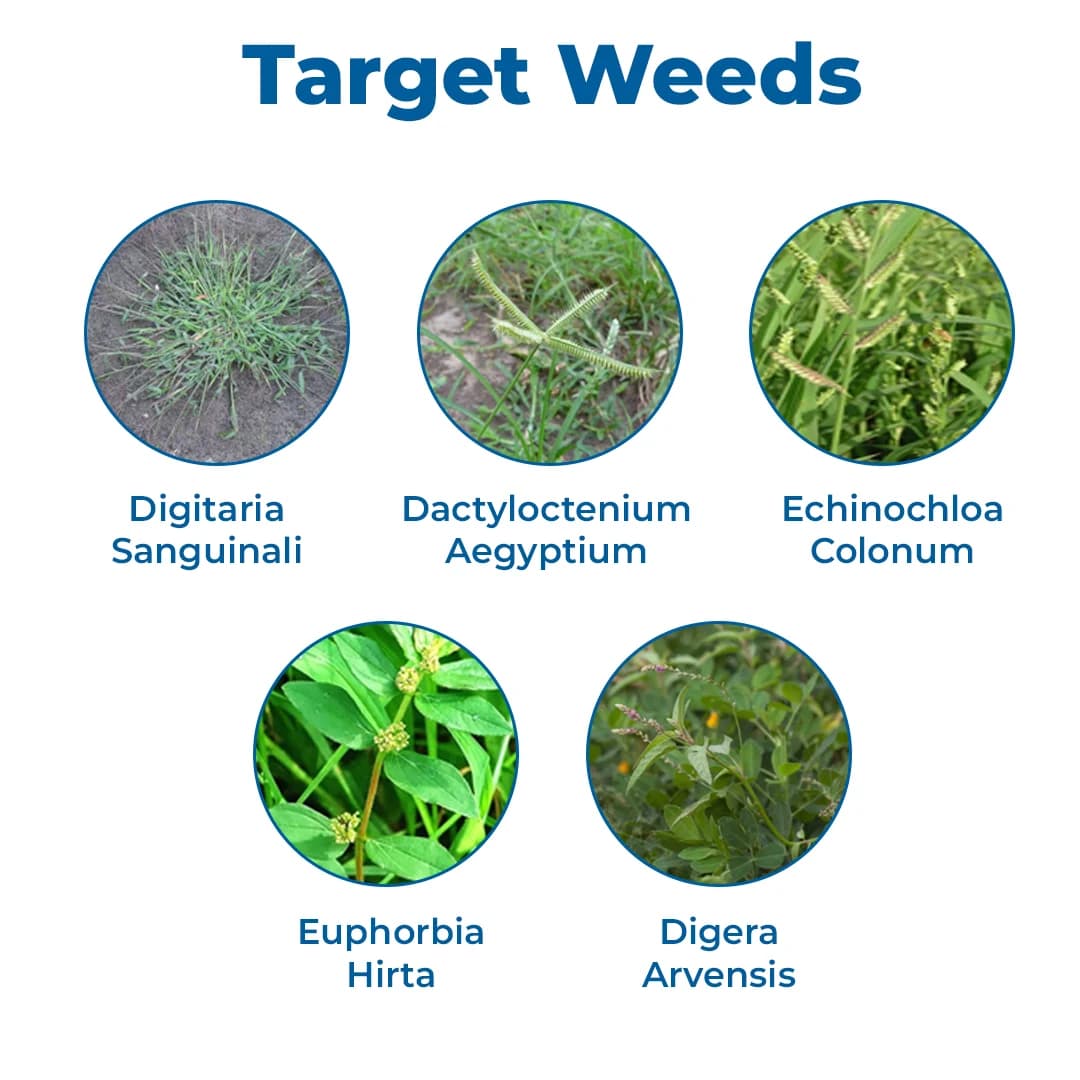 Adama Shaked Herbicide - Image 3