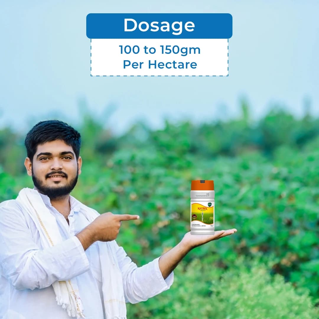 Coromandel Astra (Pymetrozine 50% WG) Insecticide, Highly Effective Solution for BPH Control In Paddy - Image 5