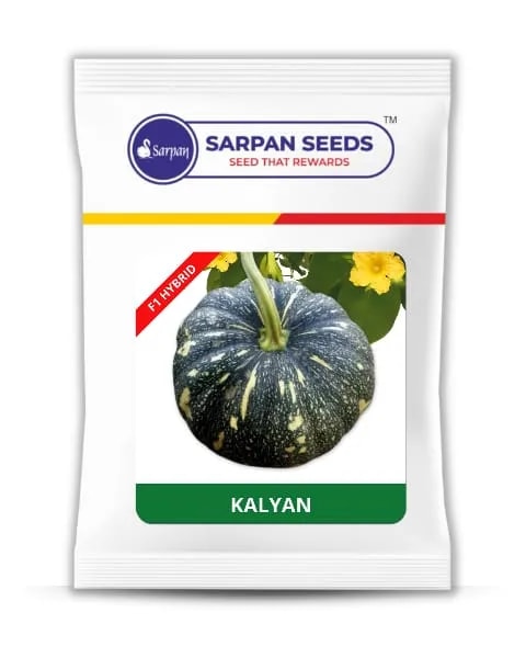 Sarpan Kalyan F1 Pumpkin Seeds, Dark Green With White Ridges, Suitable For Sowing In Kharif, Rabi, and Early Summer