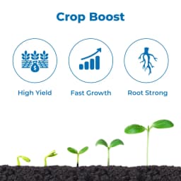 NPK Easy NPK 08:08:08 Quick Availability of Macro Nutrients to Crops, Improves Yield of Crops, Best for Sugarcane 3