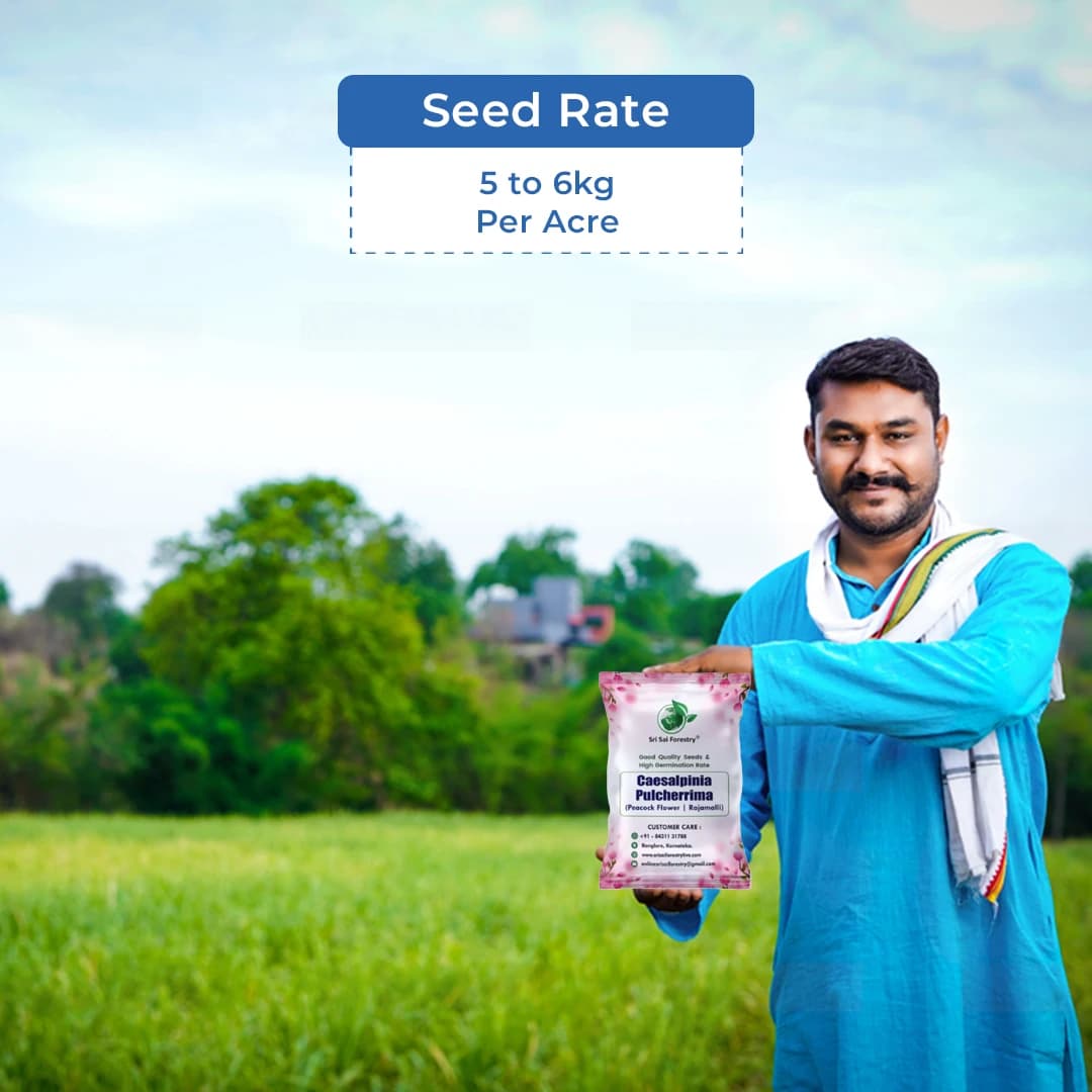 श्री साई फॉरेस्ट्री कैसलपिनिया पुलकेरिमा, मोर के फूल, राजमल्लि, रेड बर्ड ऑफ पैराडाइज़ फूल वाले पौधे के बीज घर के बग़ीचे, बाड़ और छत के लिए - Image 5