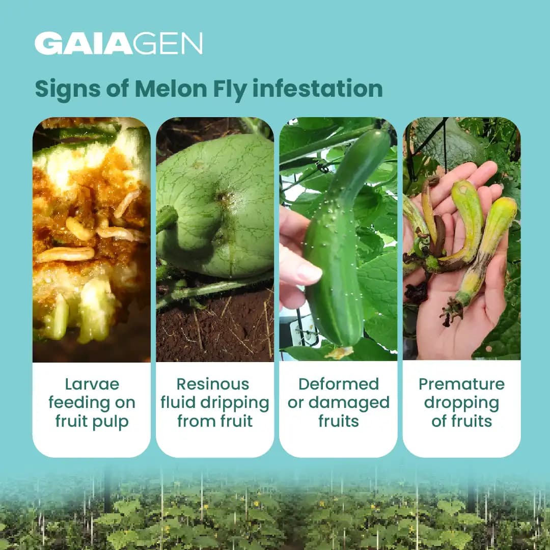 Gaiagen Pheromone Lure For Melon Fly (Bactrocera Cucurbitae) And Insect Fly Trap, IMO Certified. - Image 4