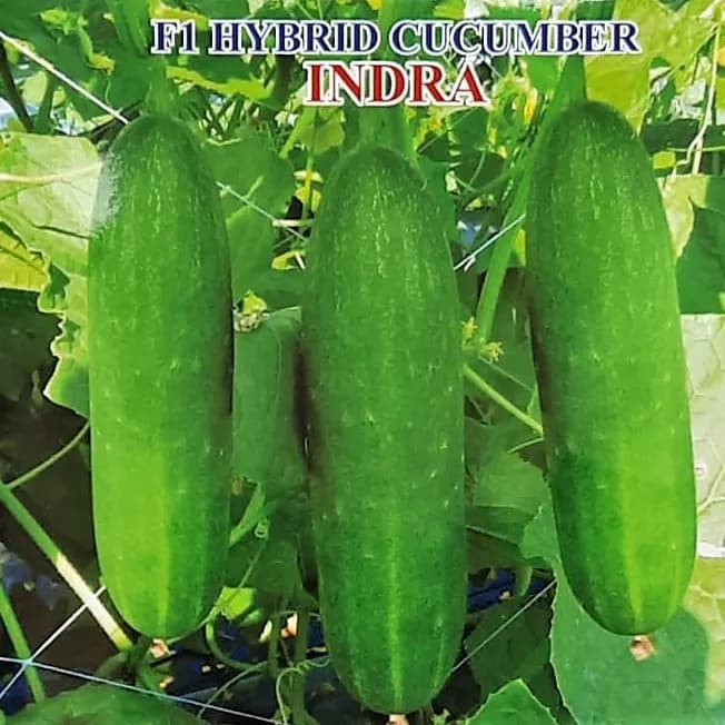 Iris Indra F1 Hybrid Cucumber Seeds, High Yield, Heat Tolerant And Excellent Shelf Life - Image 2