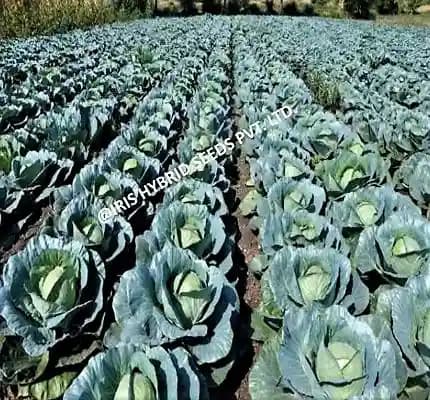 Iris Hybrid Vegetable Seeds, F1 Hybrid Cabbage IHS-801, Attractive Green Color - Image 4