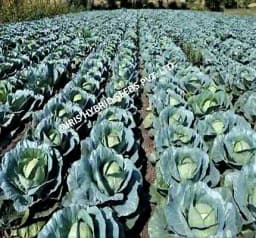 Iris Hybrid Vegetable Seeds, F1 Hybrid Cabbage IHS-801, Attractive Green Color 3