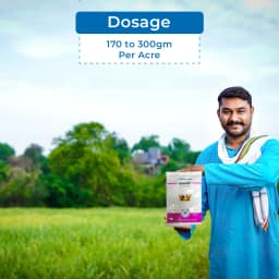 TATA Rallis ASATAF Acephate 75% Insecticides, Compatible with Most Chemicals 5