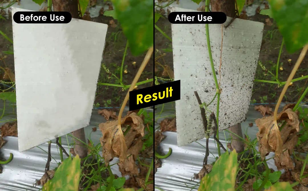 Chipku A5 White Sticky Trap For Insects, Useful for Farming Outdoor and Gardening (Size 150 MM x 200 MM) - Image 6