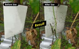 Chipku A5 White Sticky Trap For Insects, Useful for Farming Outdoor and Gardening (Size 150 MM x 200 MM) 6