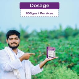 कात्यायनी केजेब एम-45 मैंकोज़ेब 75% डब्लूपी संपर्क फफूंदनाशक, कृषि पौधों और घरेलू बग़ीचे में सभी फफूंद संक्रमणों और धान के बिसवां का प्रभावी नियंत्रण 5