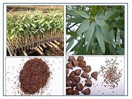 आरके सीड्स - युकलिप्टस बीज, युकलिप्टस हाइब्रिड बीज 50 ग्राम + युकलिप्टस कैमलडुलेंसिस बीज 50 ग्राम + युकलिप्टस सिट्रियोडोरा बीज 50 ग्राम (3 पैक) - Image 2