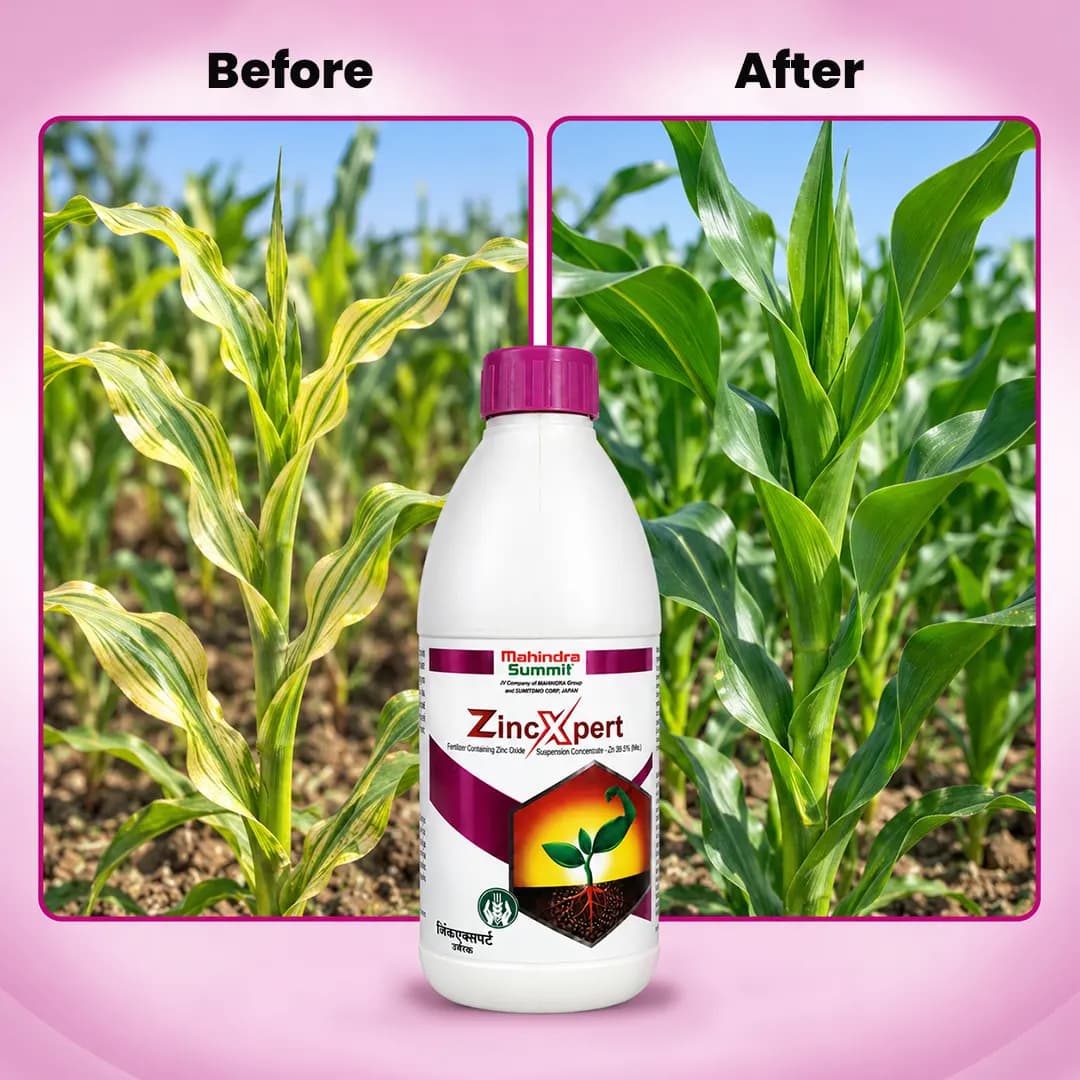 Mahindra Zincxpert Fertilizer - Liquid Micronutrient Fertilizer, Correct Zinc Deficiencies In Various Crops - Image 3