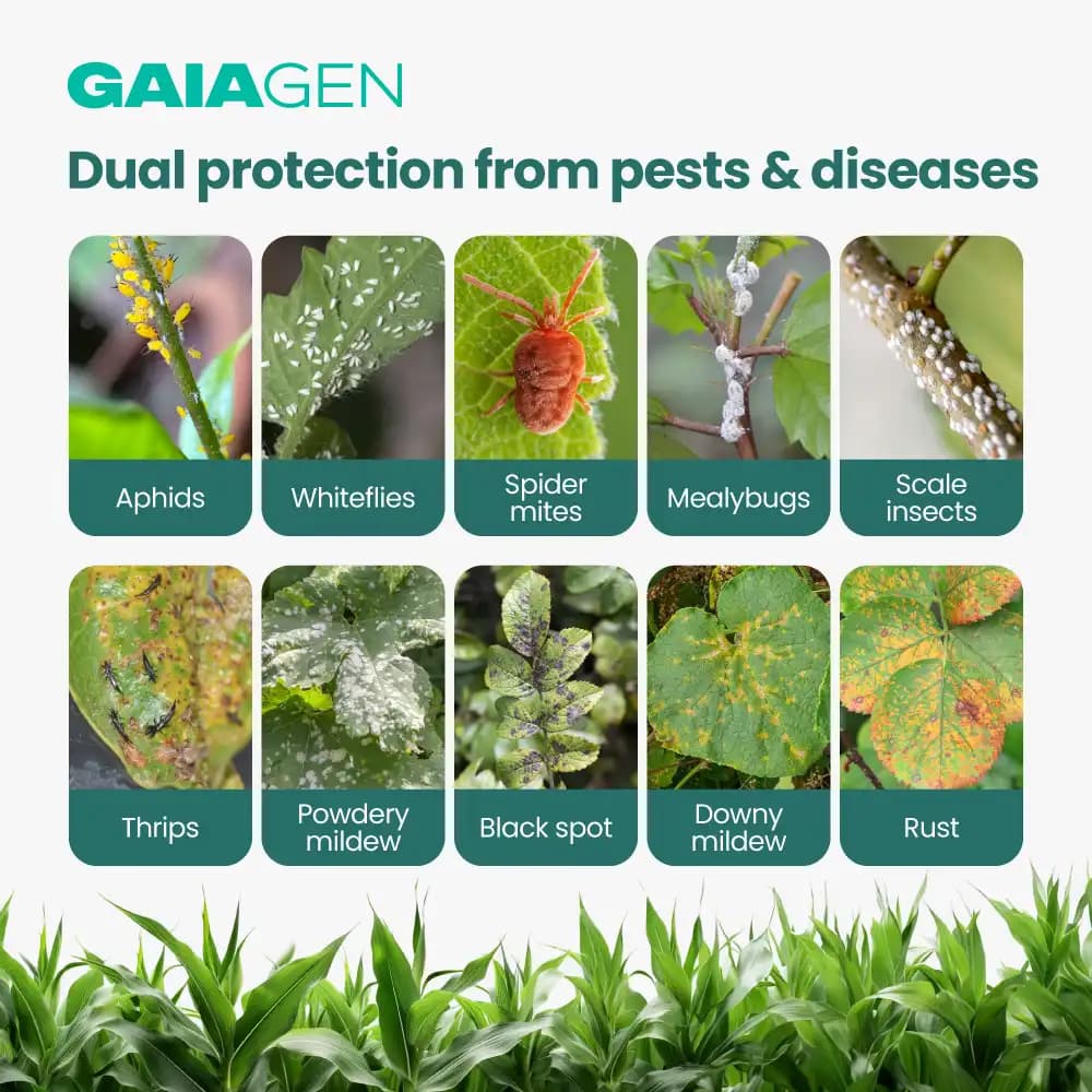 Gaiagen NEEM BAAN Azadirachtin 0.15%, 1500 PPM, Dual Protection Against Pests & Diseases - Image 4
