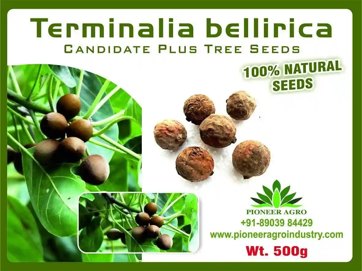 Pioneer Terminalia Bellirica Seeds, Candidate Plus Tree Seeds, 100% Natural