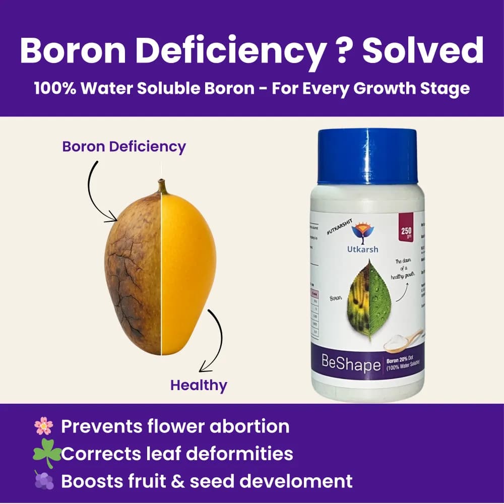 उत्कर्ष बीशेप (डिसोडियम ऑक्टाबोरेट टेट्राहाइड्रेट बोरॉन 20%) (100% पानी में घुलनशील पत्तेदार छिड़काव), परागण और फल और बीज विकास में मदद करता है। - Image 2