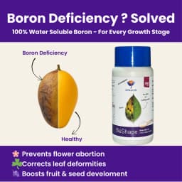 उत्कर्ष बीशेप (डिसोडियम ऑक्टाबोरेट टेट्राहाइड्रेट बोरॉन 20%) (100% पानी में घुलनशील पत्तेदार छिड़काव), परागण और फल और बीज विकास में मदद करता है। 2