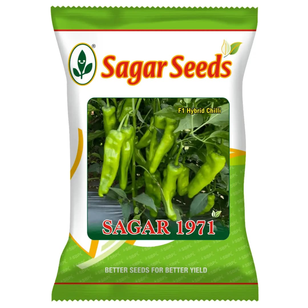 Sagar 1971 F1 Hybrid Chilli Seeds, Green Immature Color, Medium Pungency, Smooth Surface, High Fruiting