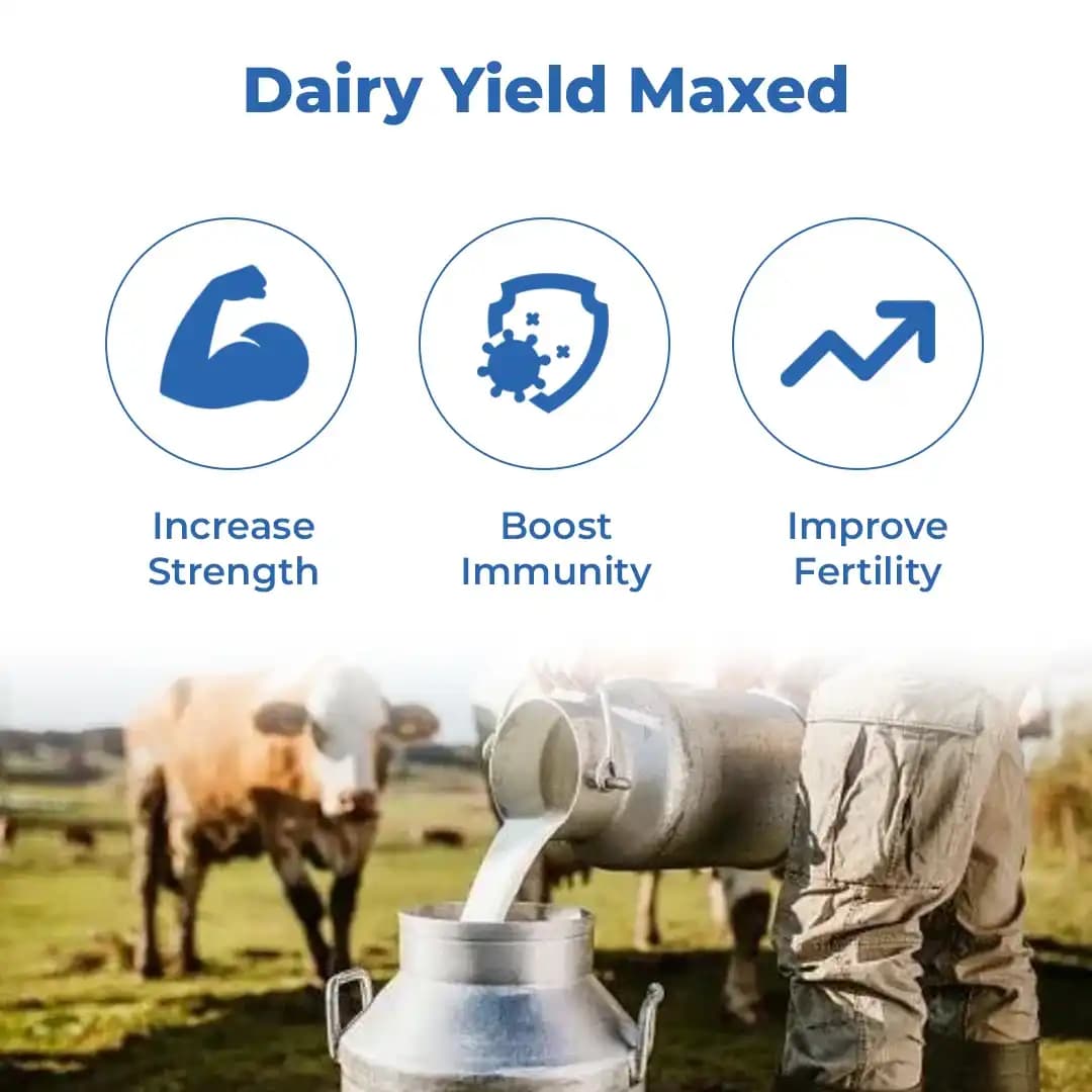 VetMantra Cal Gold - Calcium for Milk Enhancer, Vitamins Mineral Mixture, Best For Milk Enhancer - Image 3