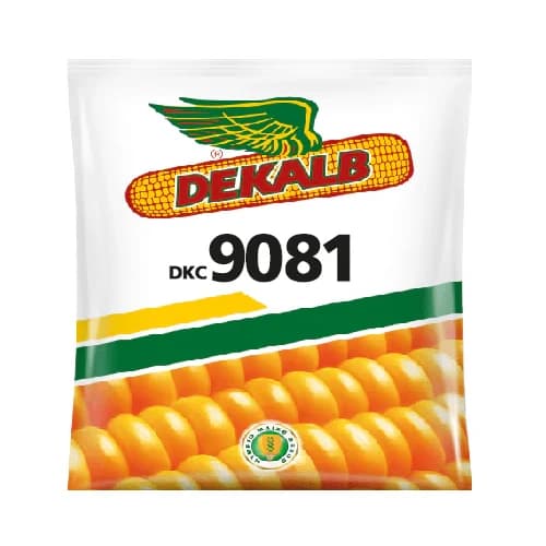 Bayer DEKALB 9081 F1 Hybrid Maize Seeds, Rabi Season Variety For All Regions - Image 3