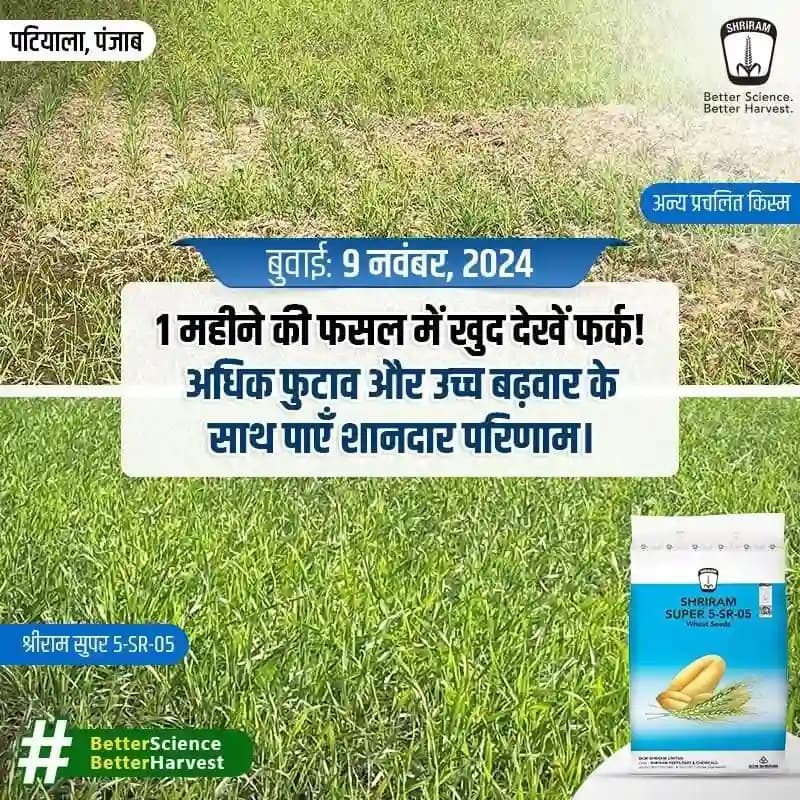 DCM Shriram SUPER 5-SR-05 Wheat Seeds - Image 2