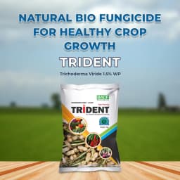 BACF Trident Trichoderma Viride 1.5% WP, An Organic Biological Fungicide For All Type of Field And Horticulture Crops 2