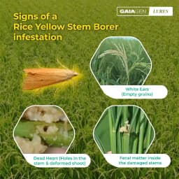 Gaiagen Yellow Rice Stem Borer (Scirpophaga Incertulas) Pheromones Lure And Funnel Insect Traps Combo, IMO Certified. 6