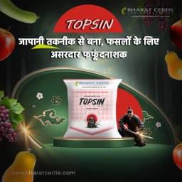Bharat Certis Topsin Thiophanate Methyl 70% WP Systemic Fungicide, Controls Wide Range Of Fungal Diseases 3