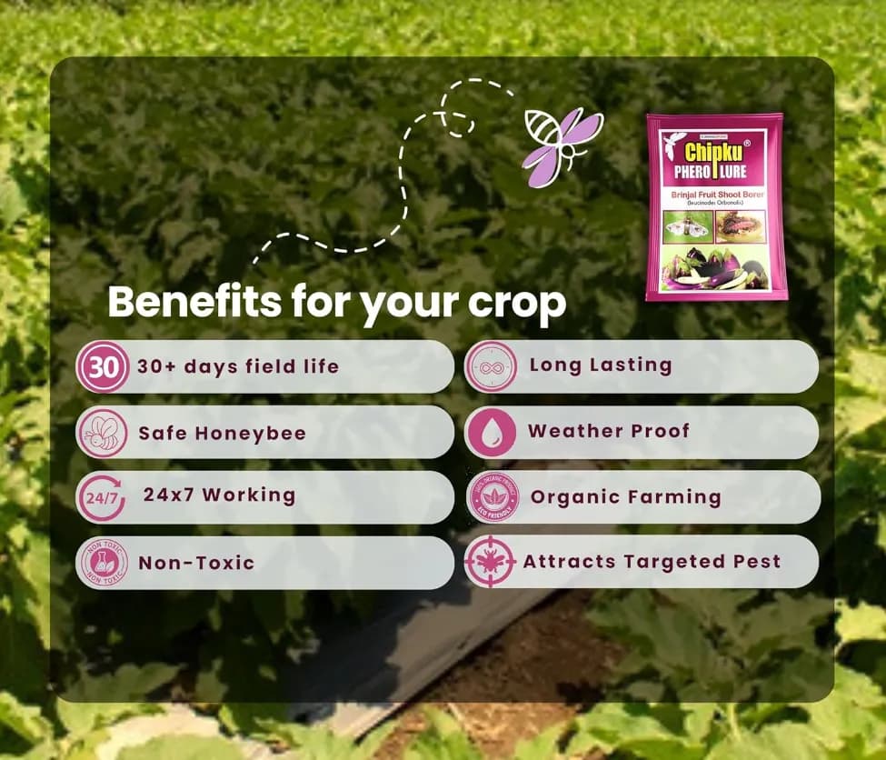 Chipku Pheromone Water Trap With Leucinodes Orbonalis Lure To Catch Brinjal Fruit Shoot Borer Insect, Moth. Useful in Brinjal & Egg Plant - Image 4