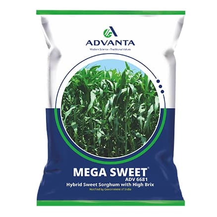 Advanta Mega Sweet 6681 Sorghum Hybrid Fodder Seeds, High Yield, Nutritious, Single Cut, Disease Tolerant