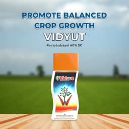 Excel Sumitomo Vidyut Paclobutrazol 40% SC, Plant Growth Promoter, For Enhancing Fruiting and Flowering 2