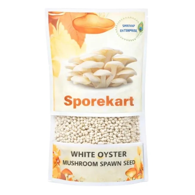 SporeKart White Oyster Mushroom Spawn, Seed White Color With Silky Surfaces