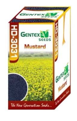 Gentex HD-3031 F1 Hybrid Mustard Seeds, Sarson Ke Beej, Sarsav Na Bee, Good Germination Quality 2