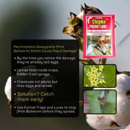 Chipku Pheromone Trap Funnel With Pink Bollworm Lure To Catch Insect Moth Of Pink Bollworm (PBW) (Pectinophora Gossippiella) In Cotton Crop. 3