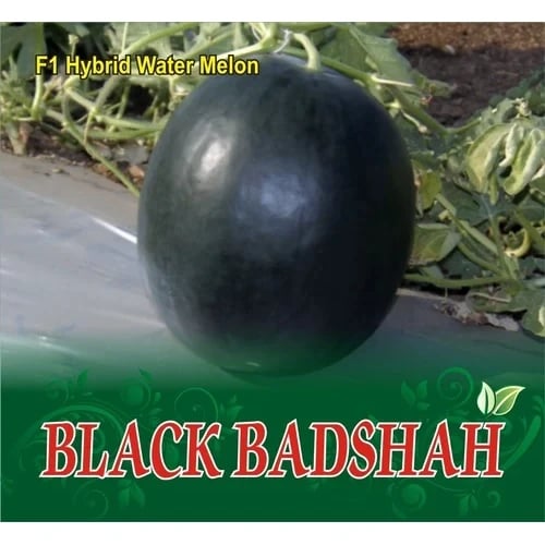 Sagar Black Badshah Watermelon Seeds - (Tarbuj Seeds) Large Uniform Fruits, Suited For Summer Season