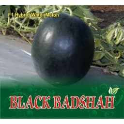 Sagar Black Badshah F1 Hybrid Watermelon Seeds, Large Uniform Fruits, Suited For Summer Season 2
