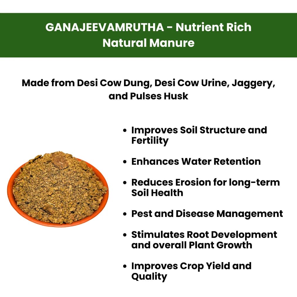 Pasuthai Panchagavya (2L), Agnihastra (2L) and Ganajeevamrutha (2Kg) Combo Products, Increases Crop Yield - Image 4
