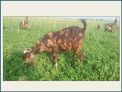 आरके सीड्स - घास के बीज, अल्फाल्फा बीज, लूसर्न बीज, मेडिकागो सैटिवा, मवेशी घास बीज, घास चारा बीज, घोड़े की मसाल घास बीज