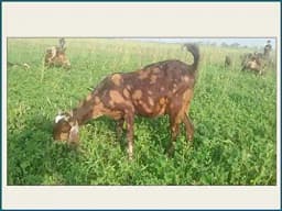 RK Seeds Grass seeds, Alfalfa seeds , Lucerne seeds, Medicago Sativa , Cattle grass seeds , Fodder, grass seeds, Kuthirai masal grass seeds 4