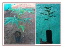 Melia Dubia - Malabar Neem - Live Plants - 1 Ft Height, Fast Growing Trees. 1