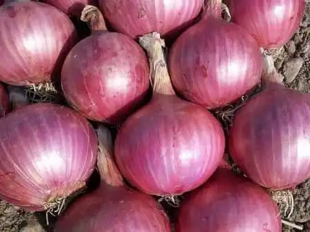 Urja Nasik Red Onion Seeds, Bright Red Scarlett Red Color With Round Shape - Image 2