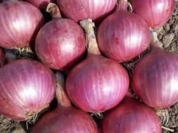 Urja Nasik Red Onion Seeds, Bright Red Scarlett Red Color With Round Shape 2
