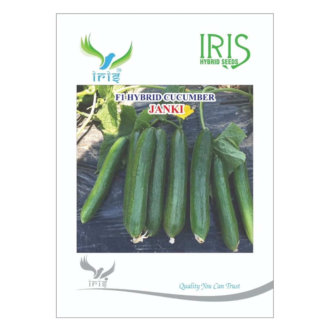 Iris Janki F1 Hybrid Cucumber Seeds, Beit Alpha Type, Parthenocarpic, High Yield
