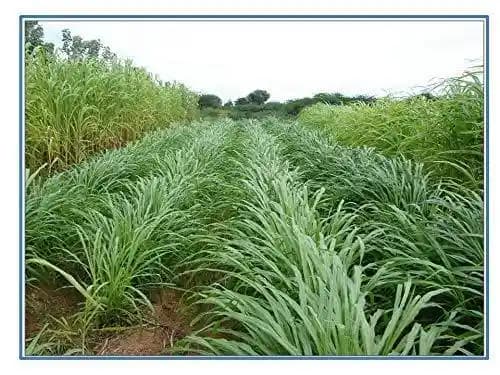 RK Seeds Napier Grass Seeds, Elephant Grass Seeds, Fodder seeds, Grass seeds, Napier grass High yield variety grass seeds ,cattle grass seeds - Image 2