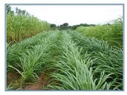 RK Seeds Napier Grass Seeds, Elephant Grass Seeds, Fodder seeds, Grass seeds, Napier grass High yield variety grass seeds ,cattle grass seeds 2