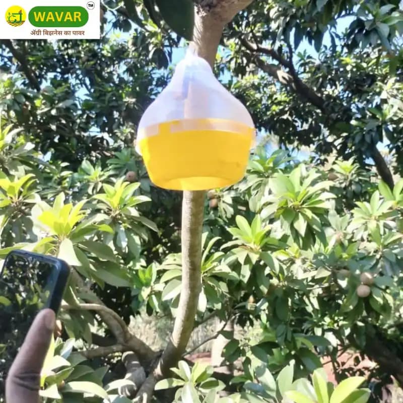 WAVAR Bactrocera Dorsalis Macphil Trap, Easy To Install, Effective Fruit Fly Control - Image 4