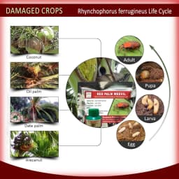 ACTIVE IPM Palm Trap + Red Palm Weevil Pheromone Lure, Pest Control Tool For Rhynchophorus Ferrugineus 4