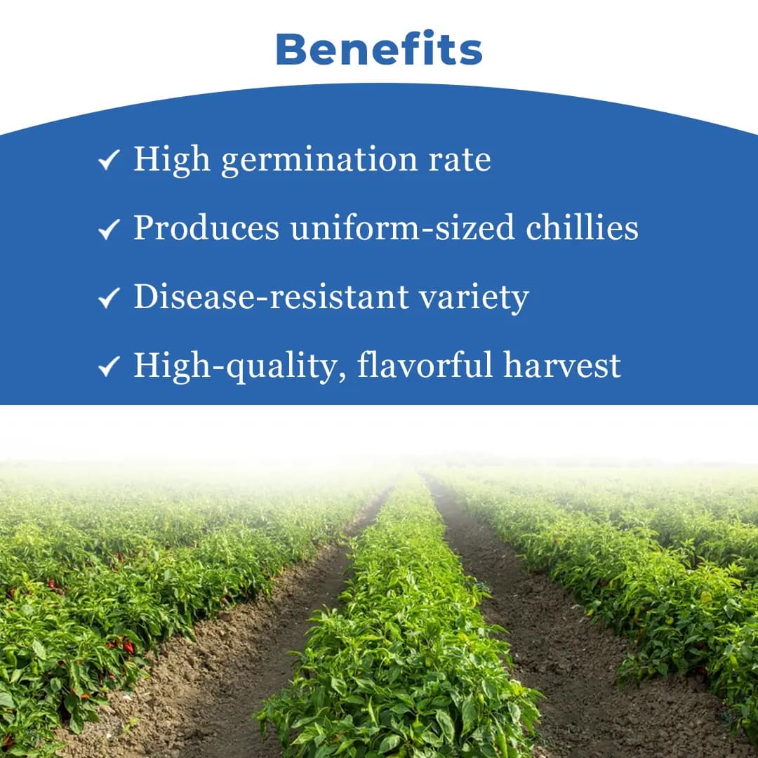 Advanta AK-47 F1 Hybrid Chilli Seeds, Mirchi Ke Beej, Deep Red & Dark Green, Dual-Purpose & Tolerance to LCV. - Image 4