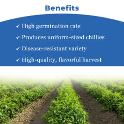 Advanta AK-47 F1 Hybrid Chilli Seeds, Mirchi Ke Beej, Deep Red & Dark Green, Dual-Purpose & Tolerance to LCV. 4