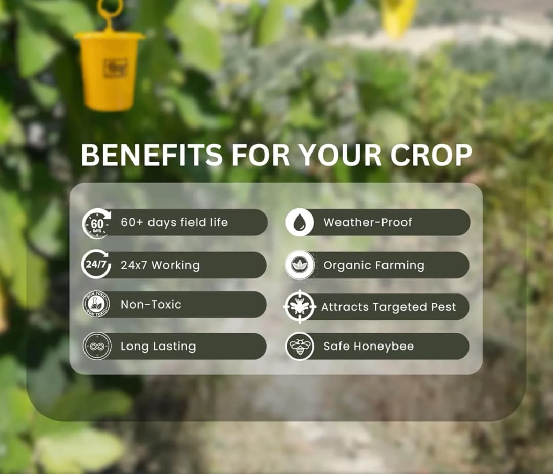 चिपकू - फ्रूट फ्लाई ल्यूर (बैक्ट्रोसेरा डोर्सालिस) के साथ फेरोमोन इकोमैक्स ट्रैप केवल लक्षित कीटों को आकर्षित करता है, फलों और सब्जियों की फसलों के लि - Image 6