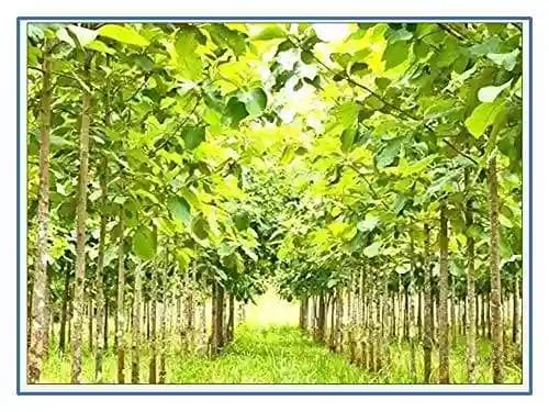 आरके सीड्स - सागवान वृक्ष बीज (टेक्टोना ग्रैंडिस) + रोजवुड वृक्ष बीज + गमेलिना अर्बोरेआ वृक्ष बीज, गम्हर, गमेलिना अर्बोरेआ - Image 5